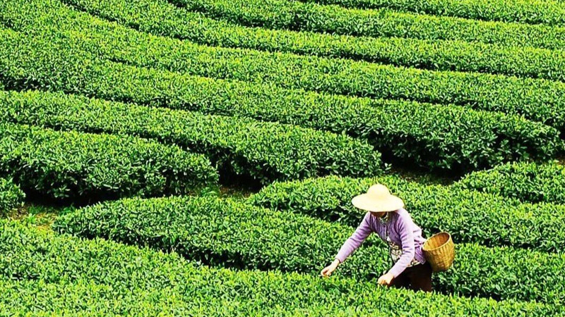 醇香红茶 · 邂逅丝滑